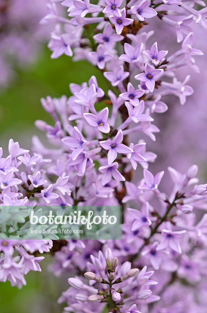 520075 - Lilas (Syringa protolaciniata 'Kabul')