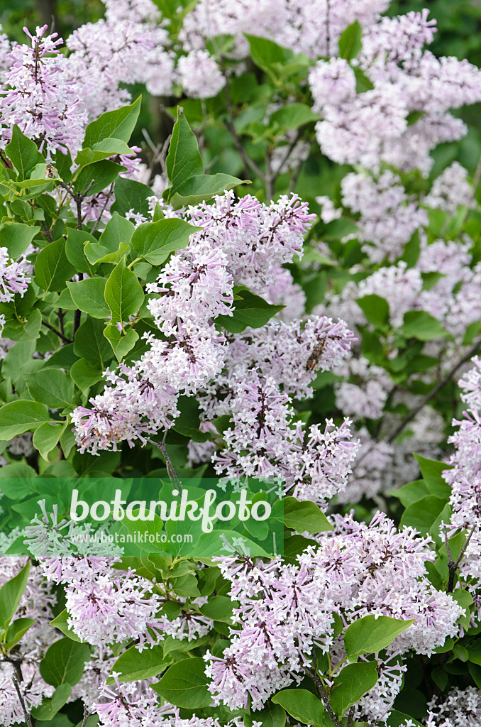 508188 - Lilas (Syringa pubescens subsp. patula 'Miss Kim')