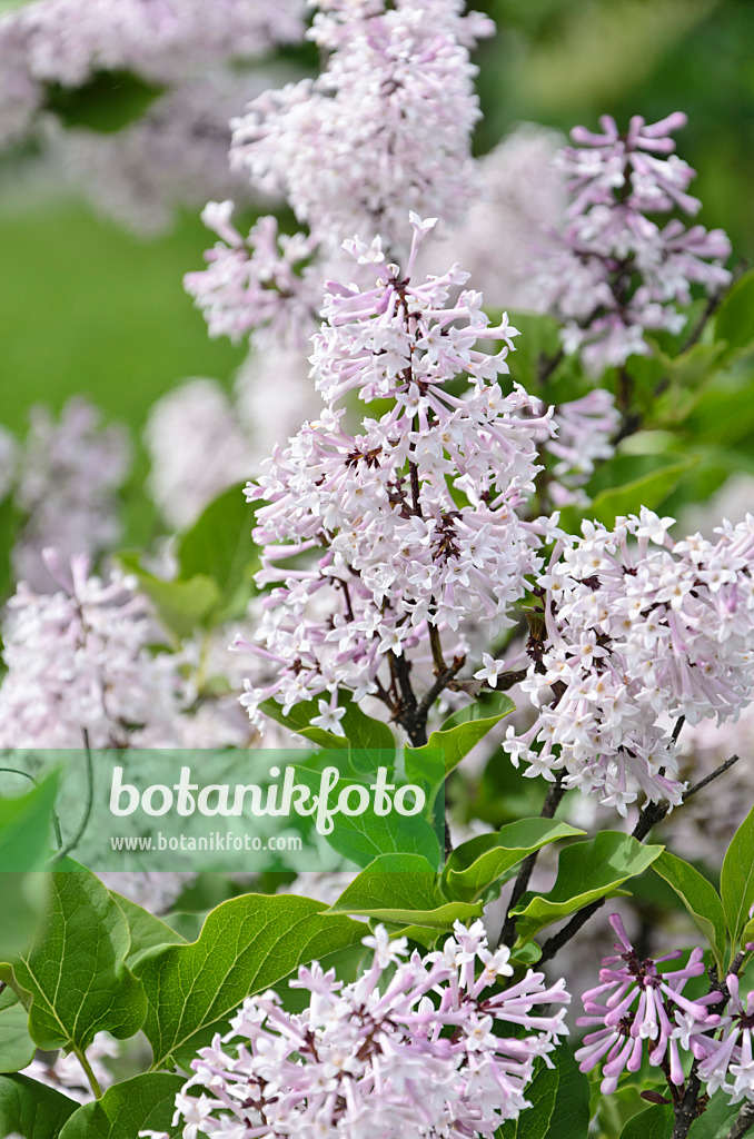 508189 - Lilas (Syringa pubescens subsp. patula 'Miss Kim')