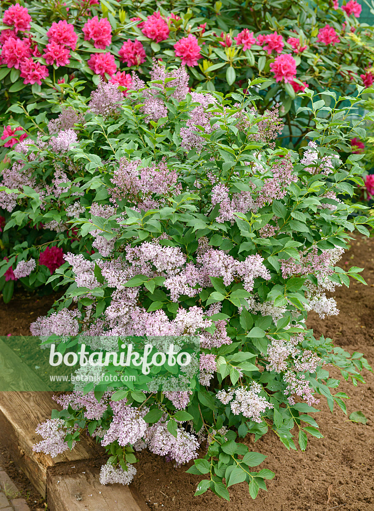 558249 - Lilas (Syringa pubescens subsp. patula 'Miss Kim')