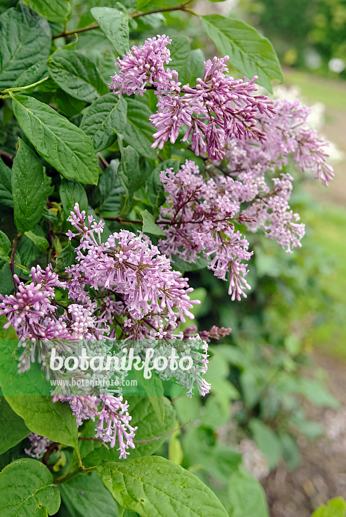 490179 - Lilas (Syringa x swegiflexa)