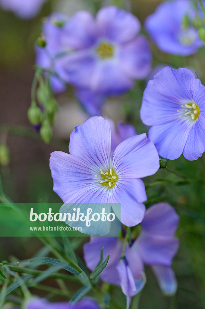 472159 - Lin des Alpes (Linum perenne subsp. alpinum)