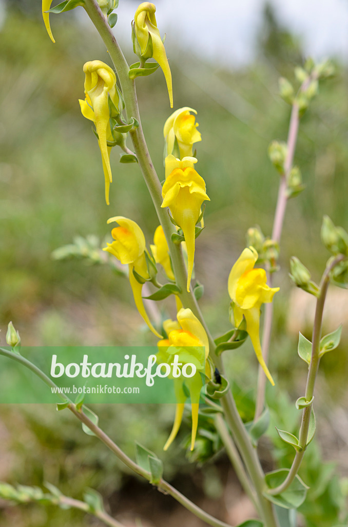 508401 - Linaire de Dalmatie (Linaria dalmatica)