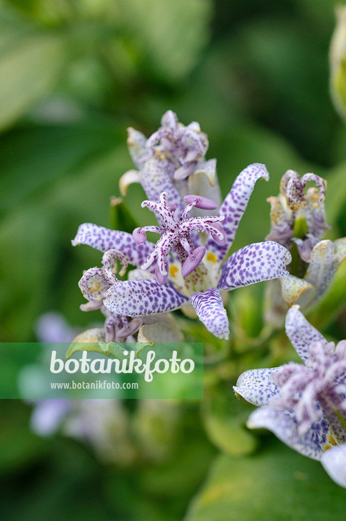 476151 - Lis crapaud du Japon (Tricyrtis hirta)