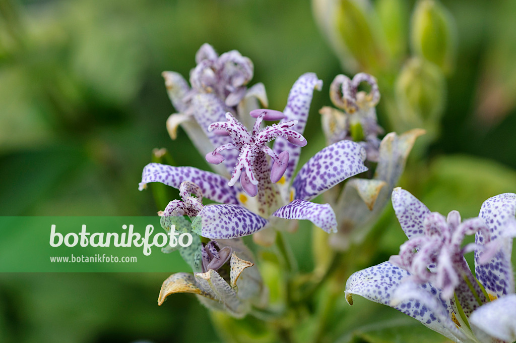 476152 - Lis crapaud du Japon (Tricyrtis hirta)