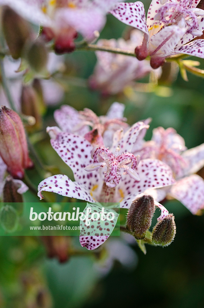 477025 - Lis crapaud du Japon (Tricyrtis hirta)