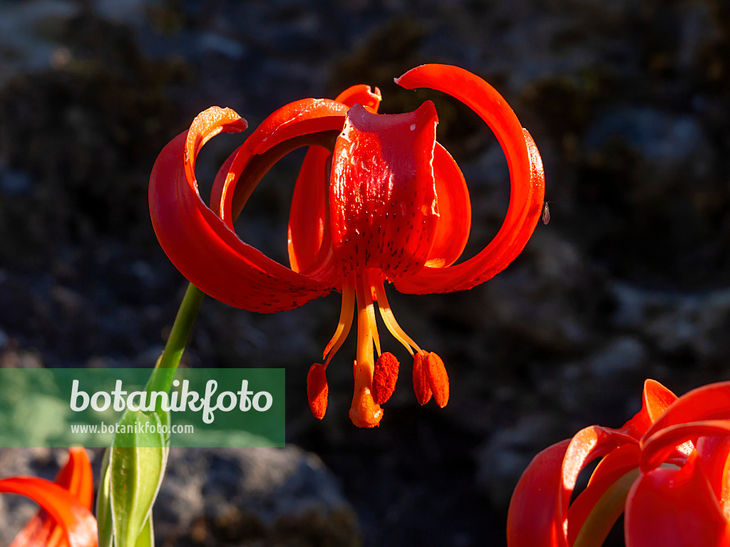 462006 - Lis de chalcédoine (Lilium chalcedonicum)