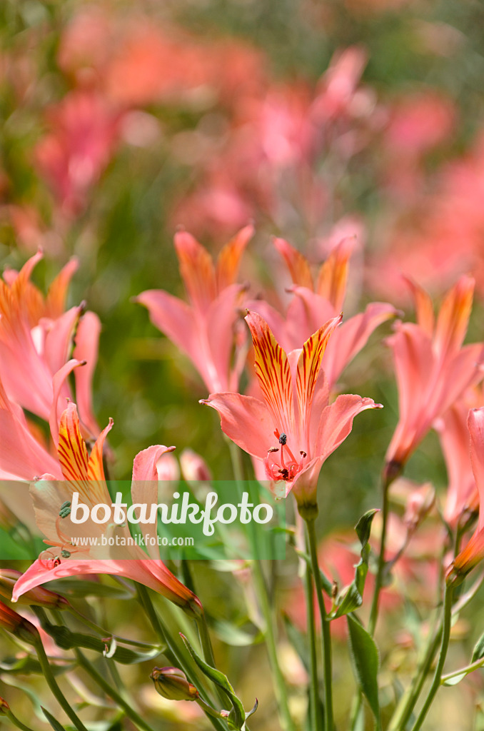 508424 - Lis des Incas (Alstroemeria ligtu)