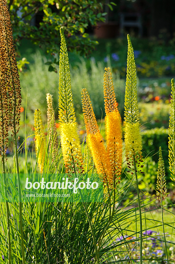 485209 - Lis des steppes (Eremurus)