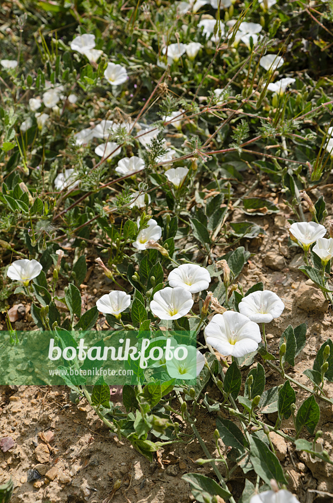 508377 - Liseron des champs (Convolvulus arvensis)