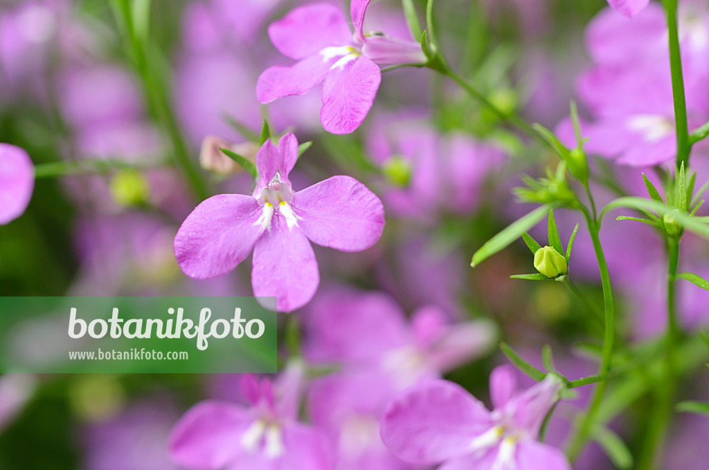 485042 - Lobélie érine (Lobelia erinus 'Laguna Heavenly Lilac')