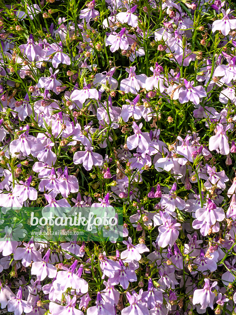 426121 - Lobélie érine (Lobelia erinus 'Laguna Mounding Lavender')