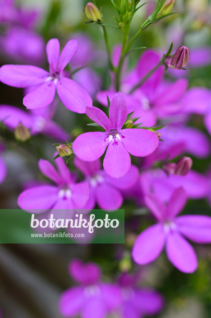 496378 - Lobélie érine (Lobelia erinus 'Purple Star')