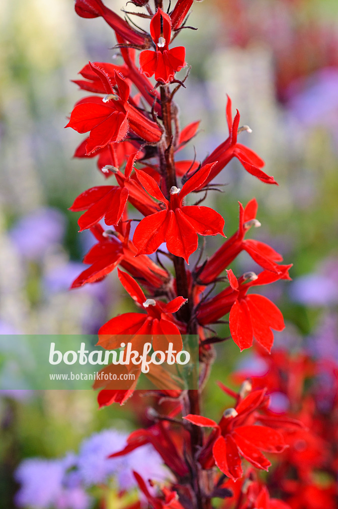 475214 - Lobélie (Lobelia x speciosa)