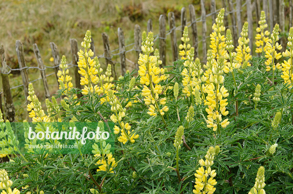 533379 - Lupin arborescent (Lupinus arboreus)