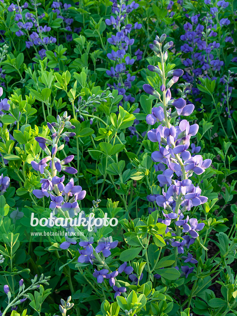 425106 - Lupin indigo (Baptisia australis)