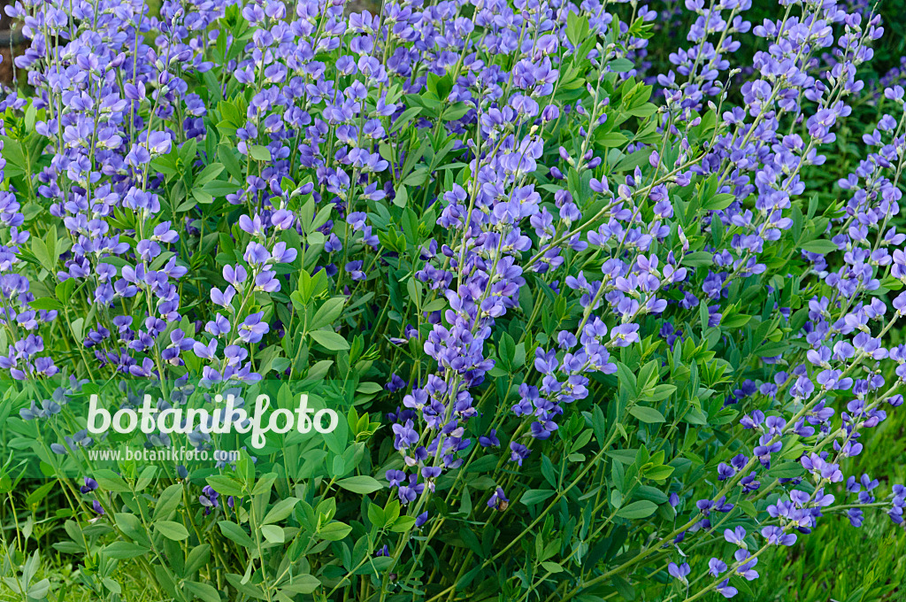 472327 - Lupin indigo (Baptisia australis)