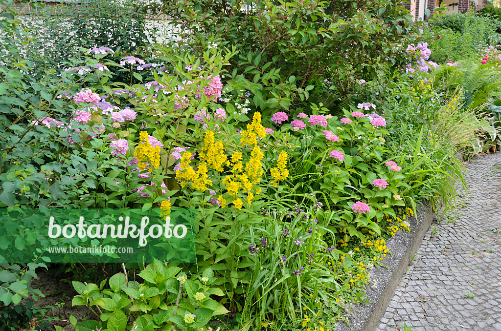 534079 - Lysimaque ponctuée (Lysimachia punctata) et hortensias (Hydrangea)