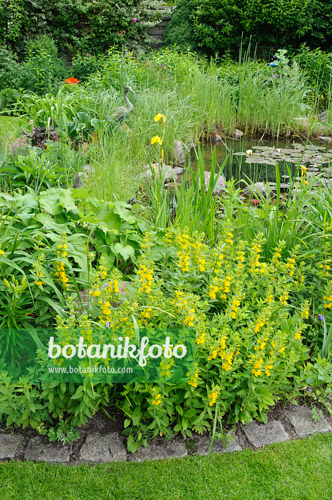 473067 - Lysimaque ponctuée (Lysimachia punctata) au bord d'un étang de jardin