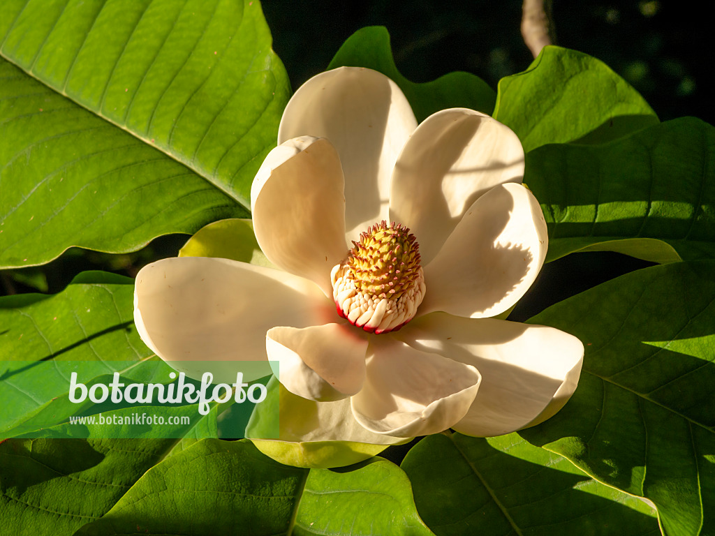 438225 - Magnolier du Japon (Magnolia hypoleuca)