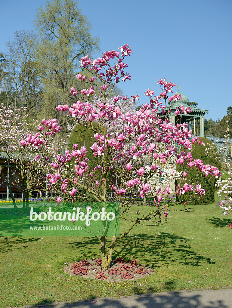 558137 - Magnolier (Magnolia Galaxy) 558137 - Magnolier (Magnolia Galaxy)