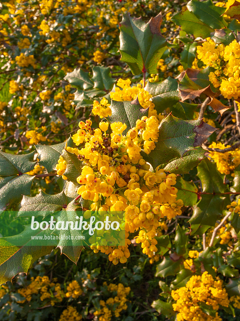 412026 - Mahonia à feuilles de houx (Mahonia aquifolium)