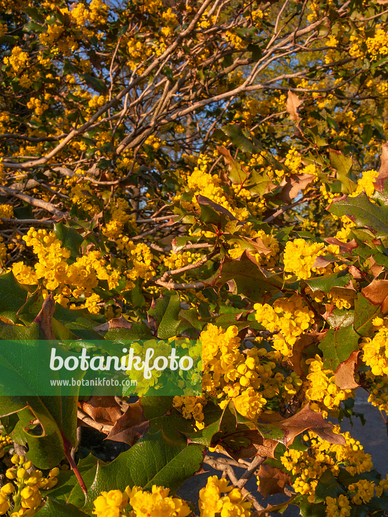 412028 - Mahonia à feuilles de houx (Mahonia aquifolium)