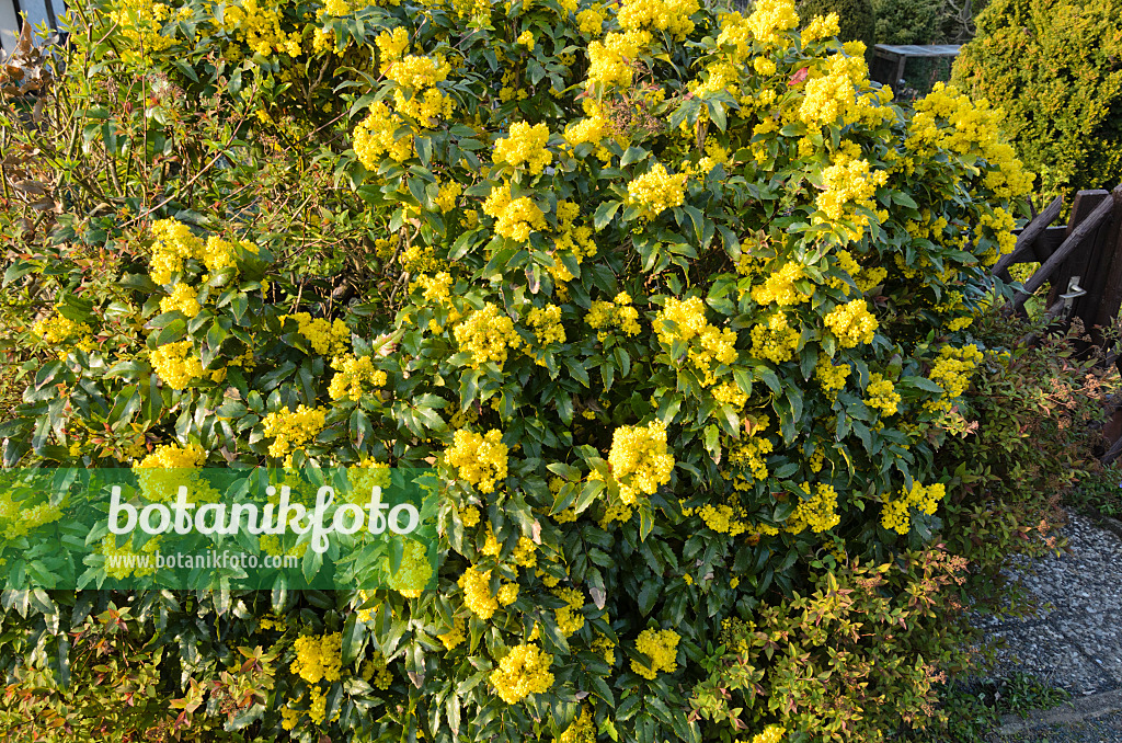 531033 - Mahonia à feuilles de houx (Mahonia aquifolium)