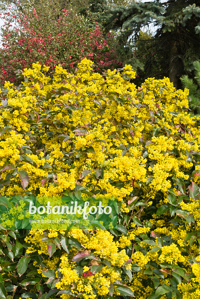 531223 - Mahonia à feuilles de houx (Mahonia aquifolium)