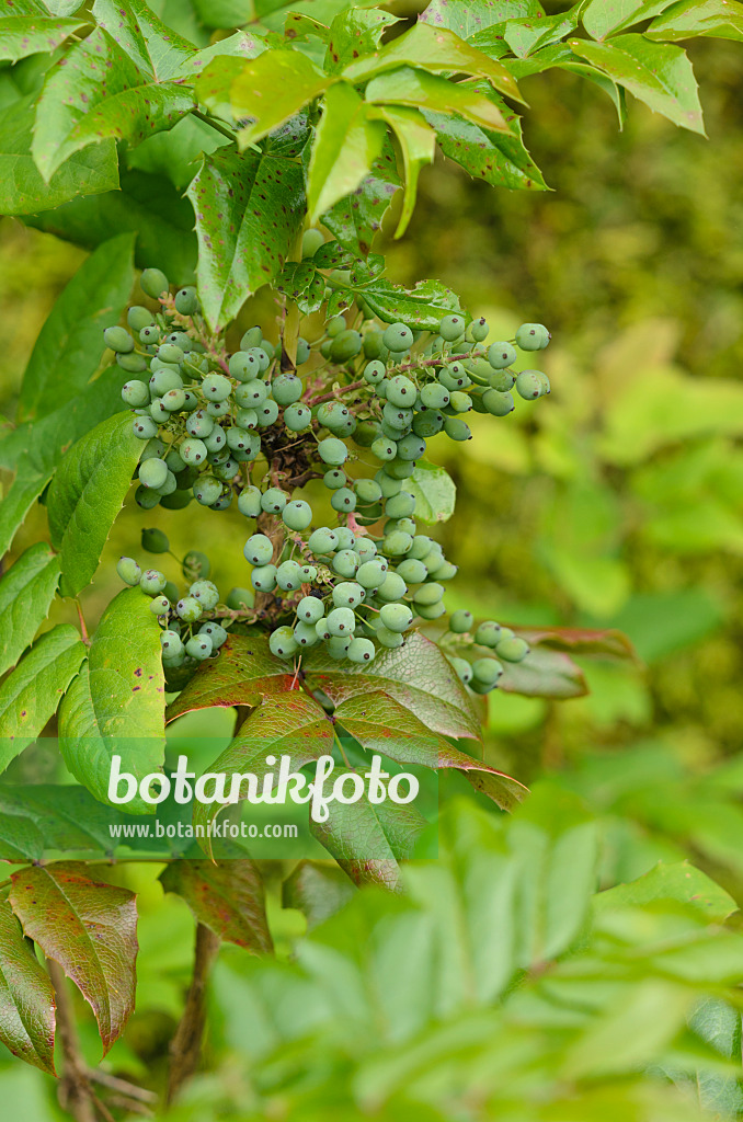 533603 - Mahonia à feuilles de houx (Mahonia aquifolium)