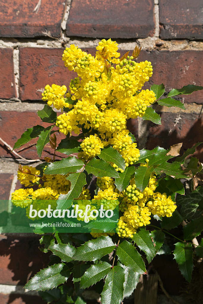 543021 - Mahonia à feuilles de houx (Mahonia aquifolium)