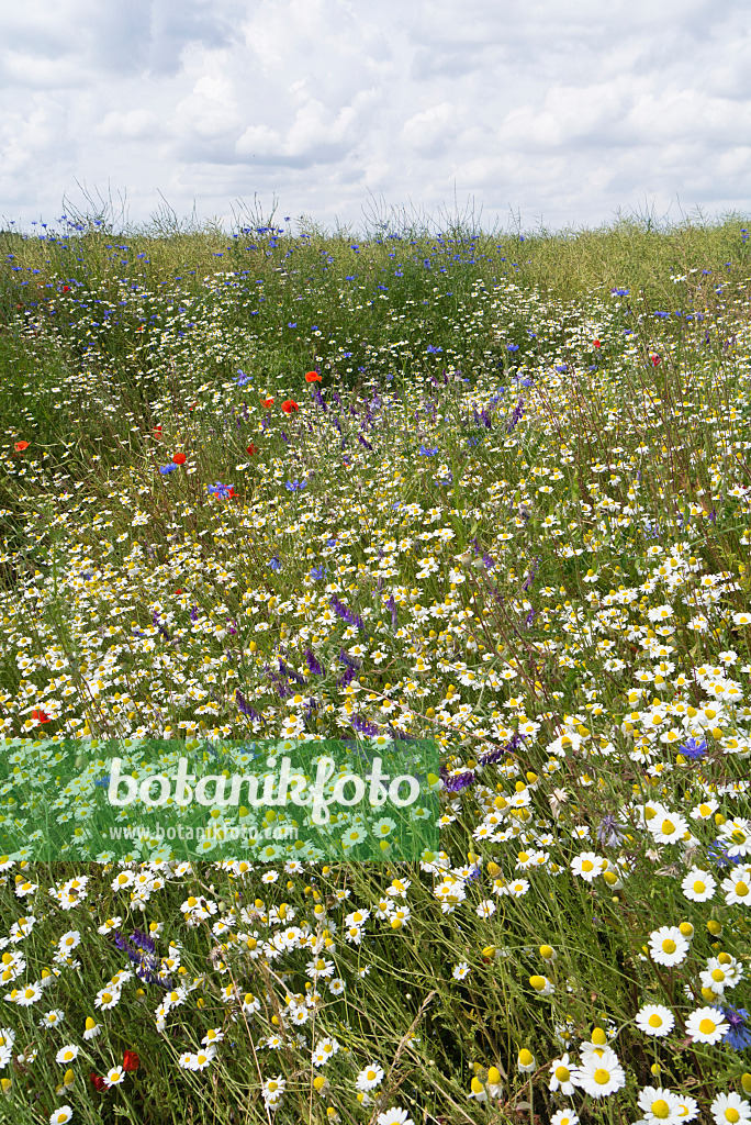 534247 - Marguerite commune (Leucanthemum vulgare), vesce craque (Vicia cracca) et centaurée bleuet (Centaurea cyanus)