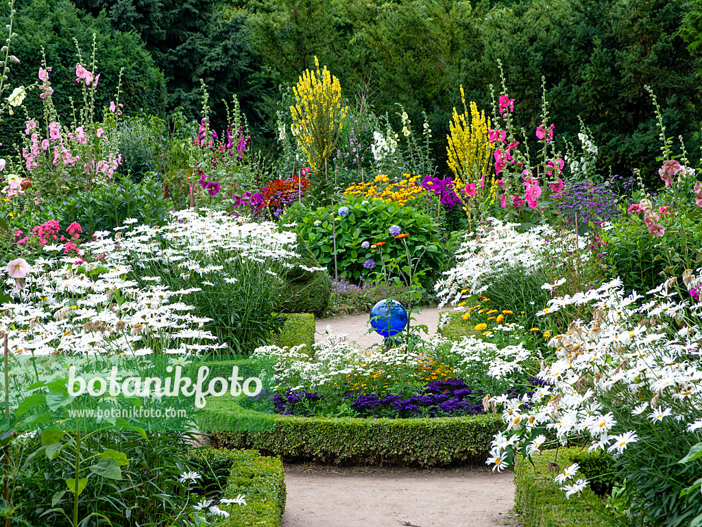 462164 - Marguerites (Leucanthemum), molènes (Verbascum), passeroses (Alcea rosea) et Phlox