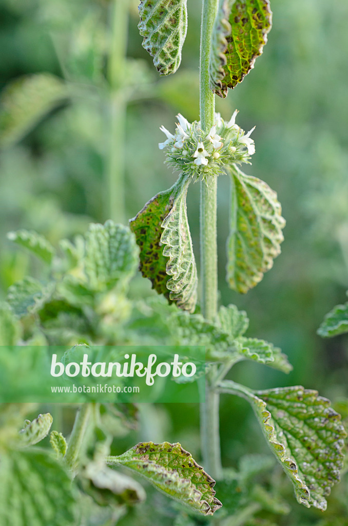 509007 - Marrube blanc (Marrubium vulgare)