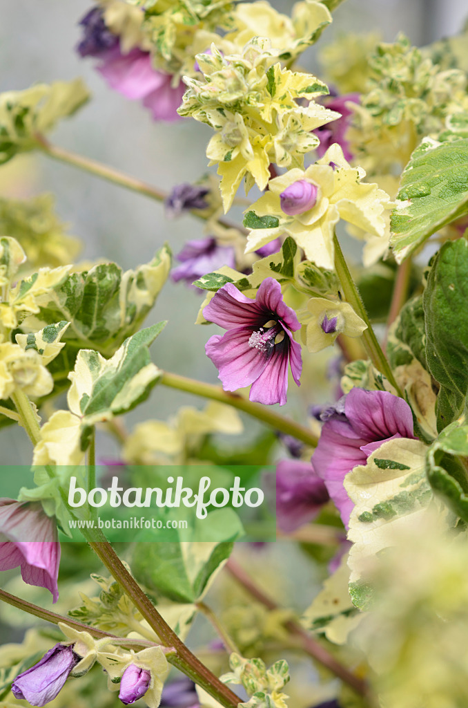 533525 - Mauve royale (Lavatera arborea 'Variegata')