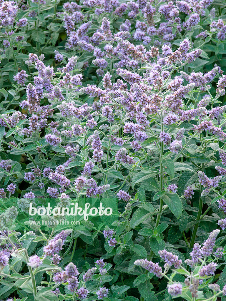 462198 - Menthe à feuilles longues (Mentha longifolia)