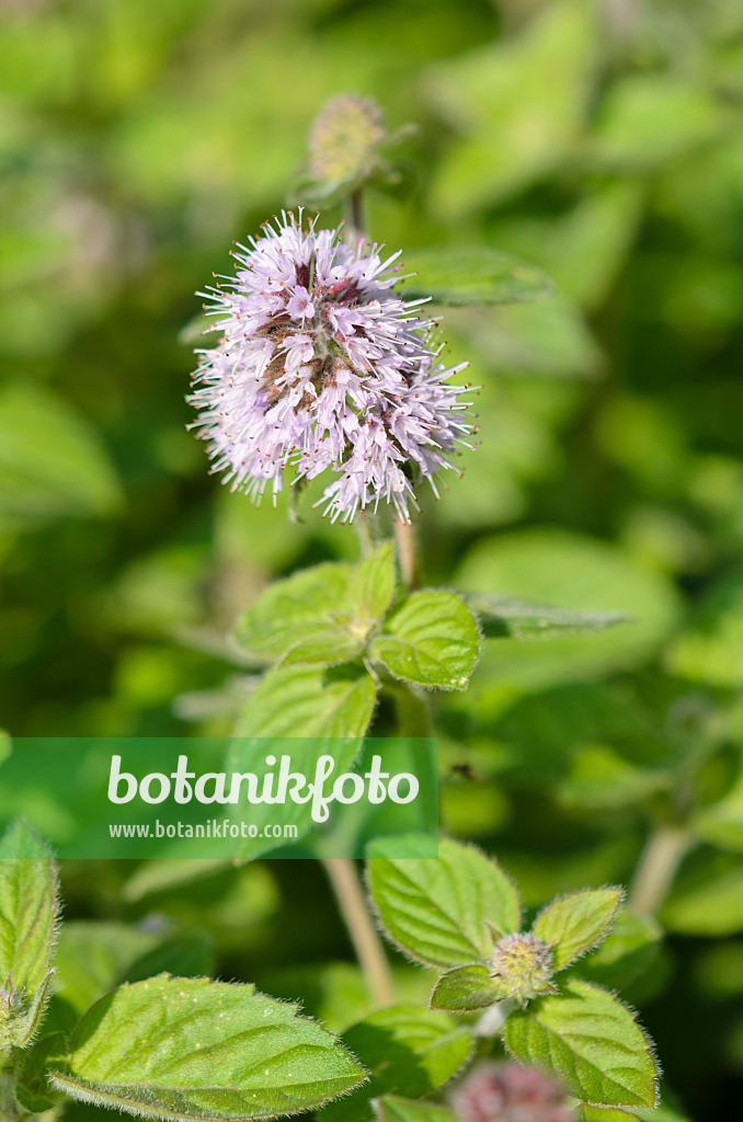 523153 - Menthe aquatique (Mentha aquatica)