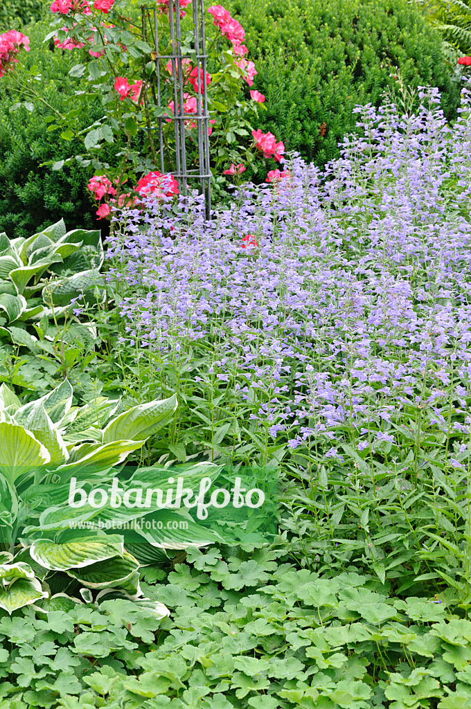 486082 - Menthe aux chats (Nepeta), funkias (Hosta) et rosiers (Rosa)