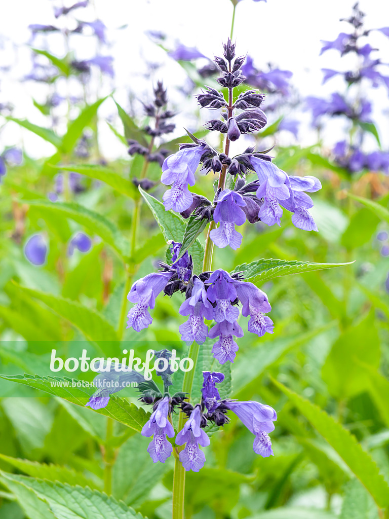 426042 - Menthe aux chats (Nepeta prattii syn. Dracocephalum prattii)