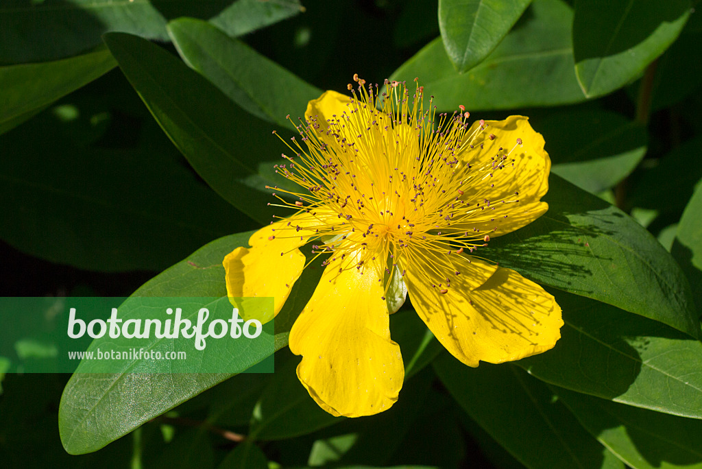 573002 - Millepertuis à grandes fleurs (Hypericum calycinum)