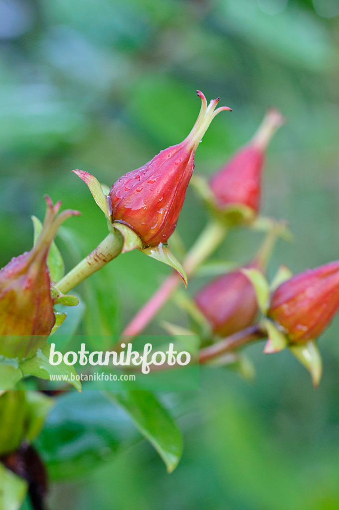 476039 - Millepertuis (Hypericum beanii)