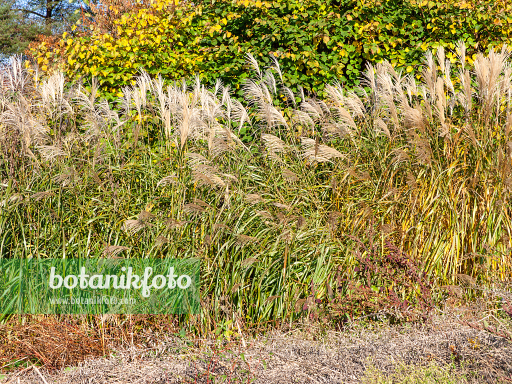 465282 - Miscanthus géant (Miscanthus x giganteus)