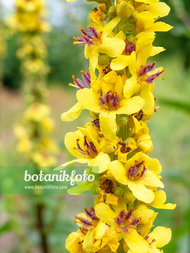 427012 - Molène blattaire (Verbascum blattaria)