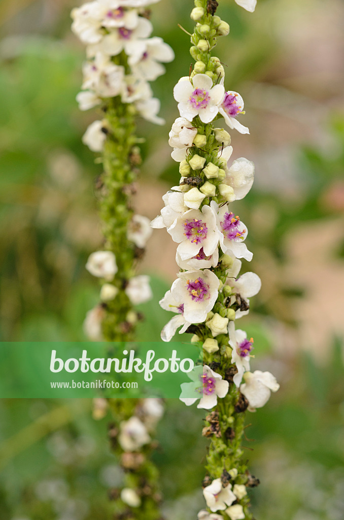 547322 - Molène noire (Verbascum nigrum 'Album')