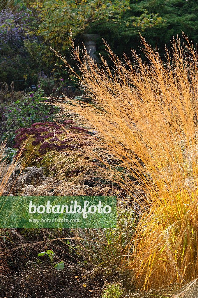 478024 - Molinie faux roseau (Molinia arundinacea 'Transparent')