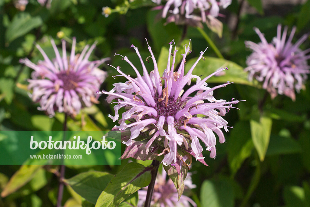 573011 - Monarde (Monarda fistulosa)