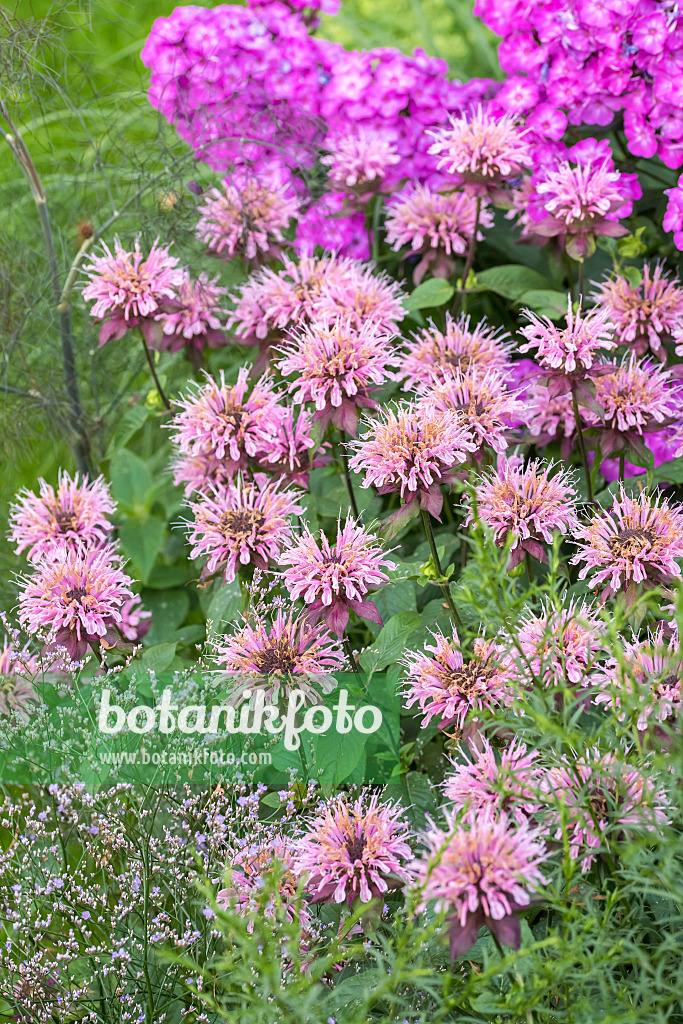 638172 - Monarde (Monarda fistulosa 'Beauty of Cobham')