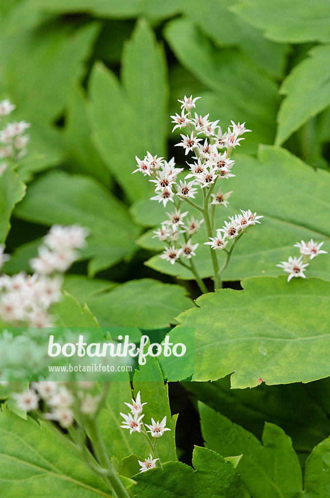 520127 - Mukdénie (Mukdenia rossii syn. Aceriphyllum rossii)