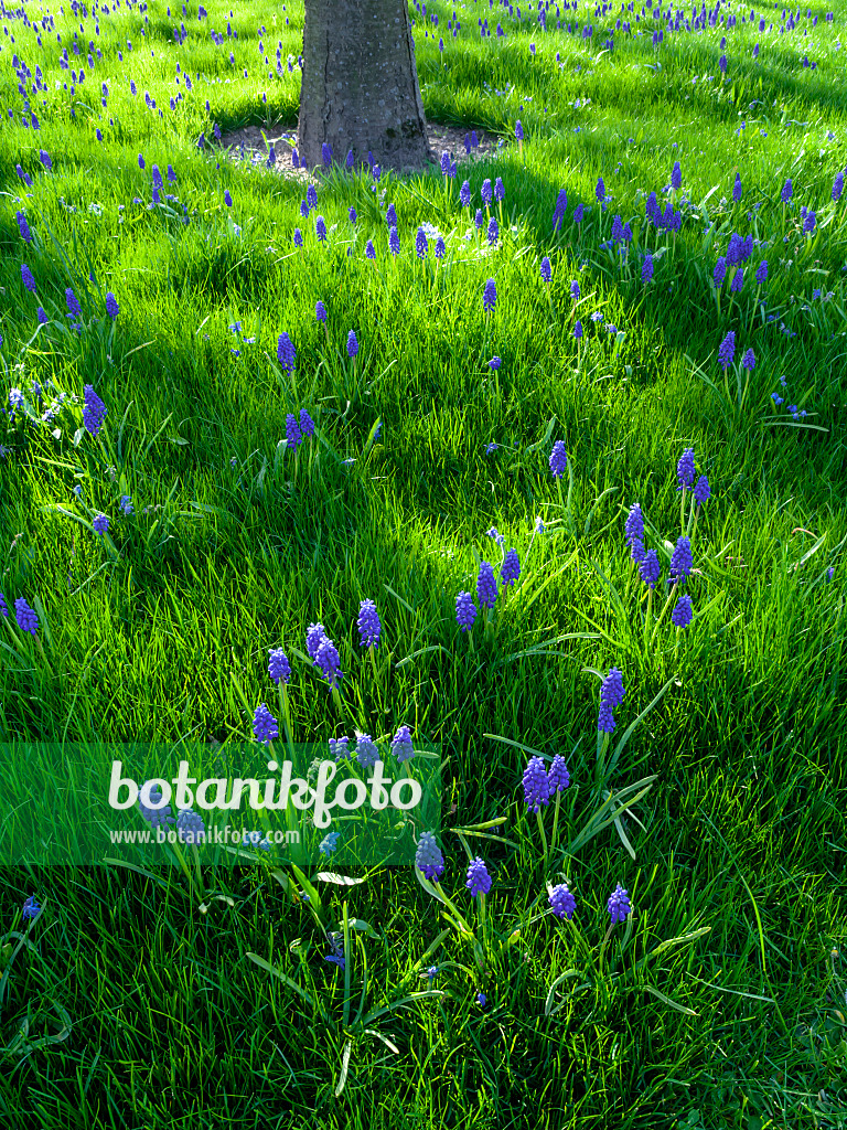 459084 - Muscari d'Arménie (Muscari armeniacum)