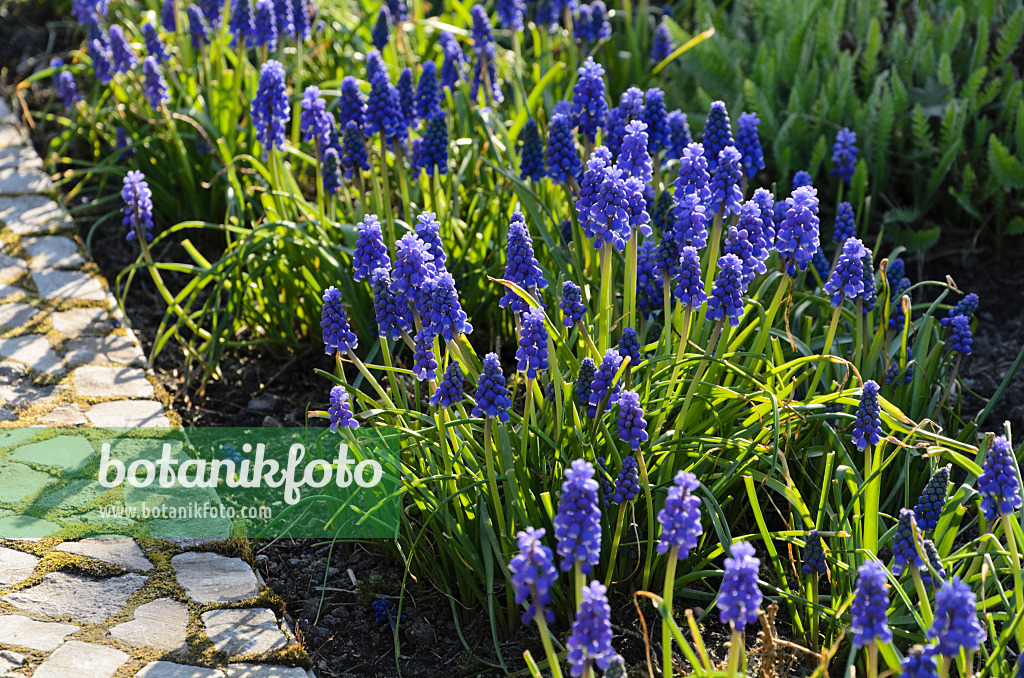 495124 - Muscari d'Arménie (Muscari armeniacum)